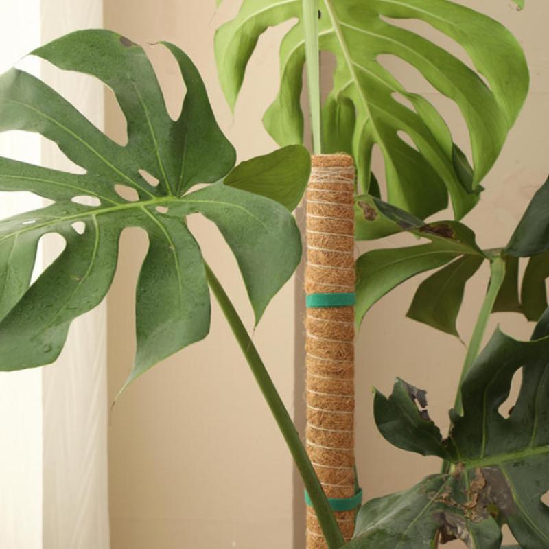 1Pcs Plant Growth Traction Rod - Vine Climbing Plastic 评论和价格