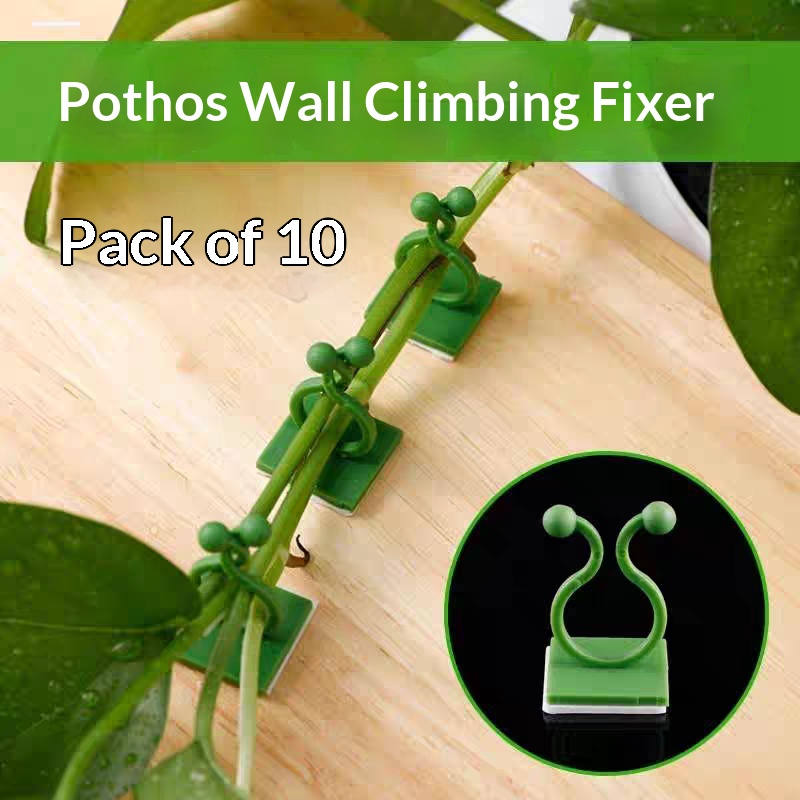 Self‑Adhesive Plant Climbing W - Vine Climbing Plastic 评论和价格