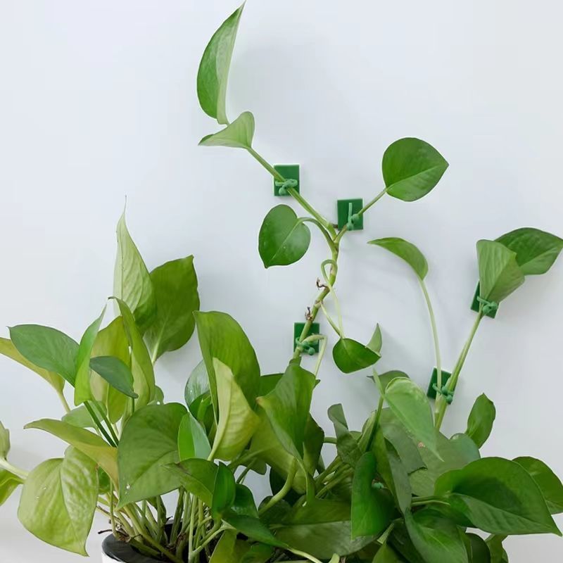Self‑Adhesive Plant Climbing W - Vine Climbing Plastic 评论和价格