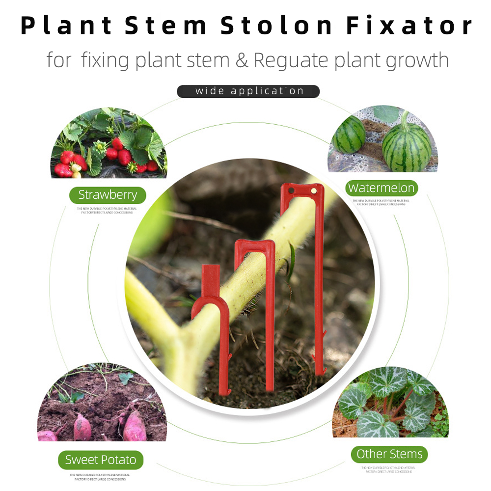20-50PCS Strawberry Planting F - Vine Climbing Plastic 评论和价格